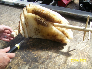 Die alten Waben wurden von der "Bauhilfe" entfernt