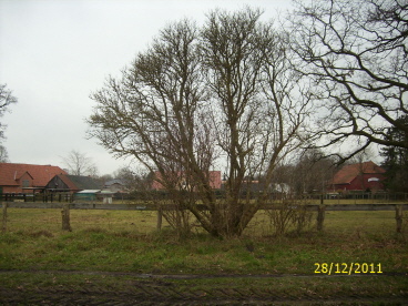 Holunder, ca. 15 bis 20 Jahre alt