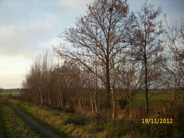 Wegeseitenraum vor unserer Pflegema&szlig;nahme
