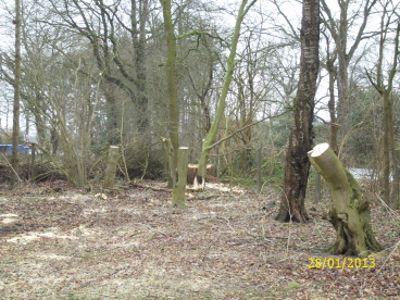 3 zur&uuml;ck geschnittene Hainbuchen und ein Pappelstumpf