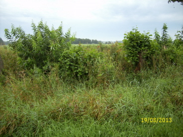 Neuaustrieb ca. 1 Jahr sp&auml;ter