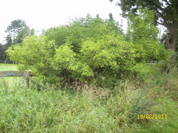 Holunder ca. 2 Jahr nach R&uuml;ckschnitt