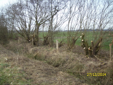 Weiden Bereichsweise zur&uuml;ck geschnitten