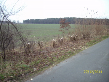 Ein Teil der Haselnuss Str&auml;ucher wurde auf den "Stock"  gesetzt, die restlichen bleiben erhalten
