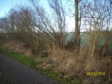 Einige Weiden brechen auseinander