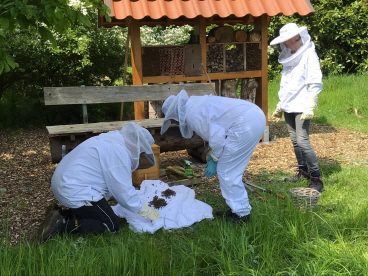 Der Nachschwarm auf dem Weg in die Transportkiste